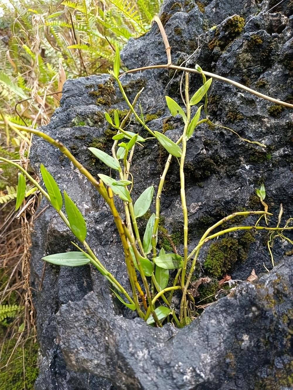 回顾铁皮石斛:从"仙草之王"到"盆栽之物"的传奇陨落