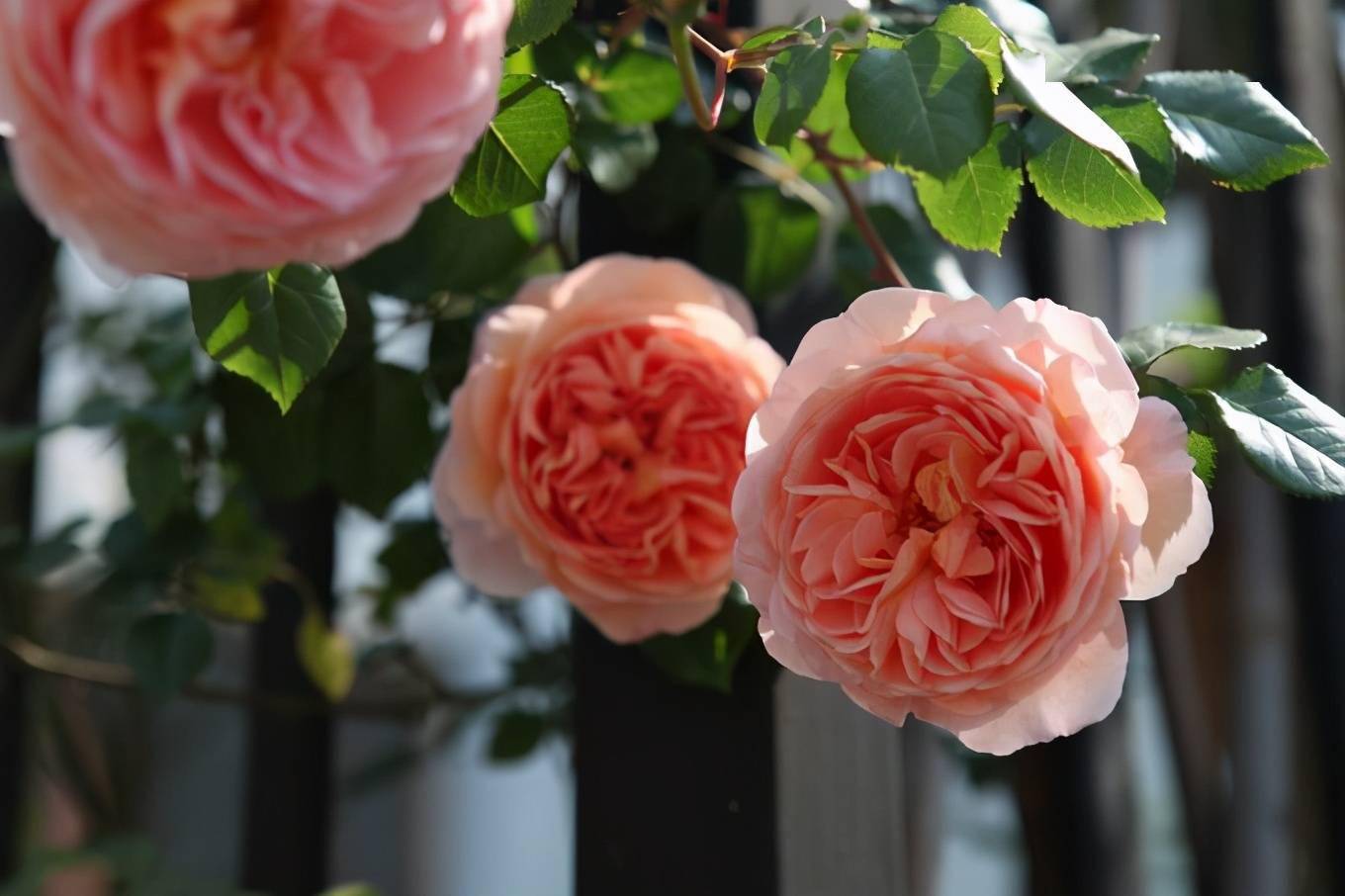 这些适合养在阳台的月季,好养又勤花!