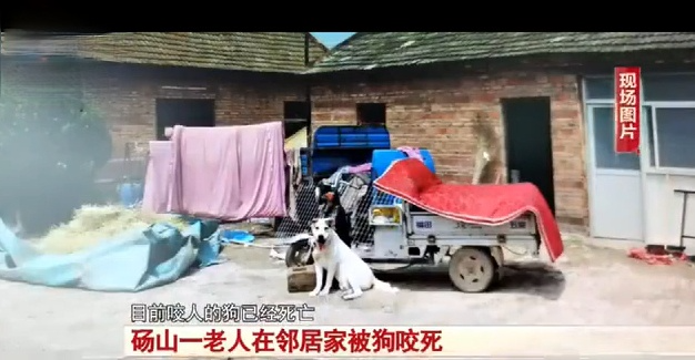 老人被130斤猎犬咬死 狗主人:狗自己上吊死了 村干部:主人打死的