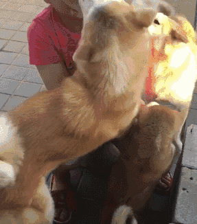 很多狗狗在看到主人的时候,一整个就是兴奋,恨不得飞扑到主人