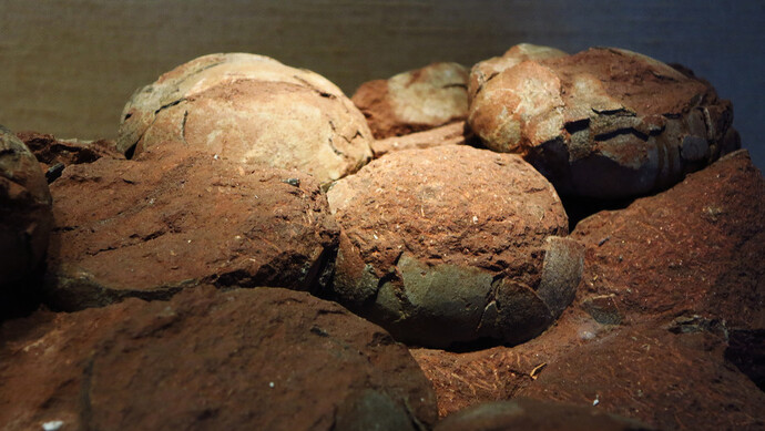 江西工地挖出6600万年前恐龙蛋化石