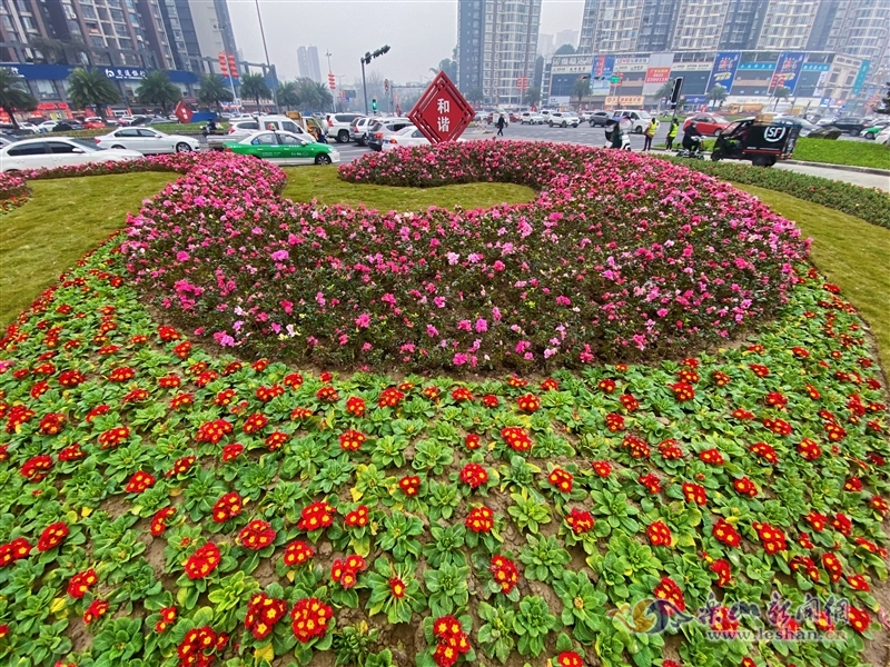 乐山城区交通岛变身"小花园"