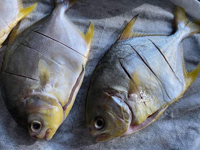 禁渔期,这鱼却只要10元1斤,别错过了,刺少营养高,适合小孩吃