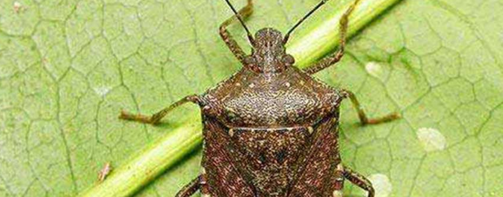 臭大姐是什么昆虫?蝽象的外形都有哪些特征?