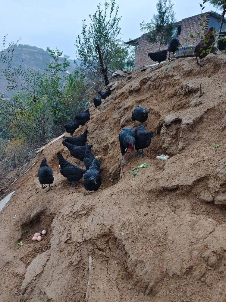 方山县张家塔村图片