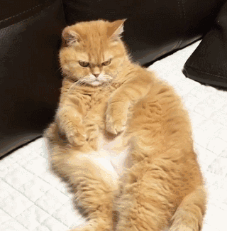 猫咪冷知识:有哪些养了"橘猫"后才知道的事情?