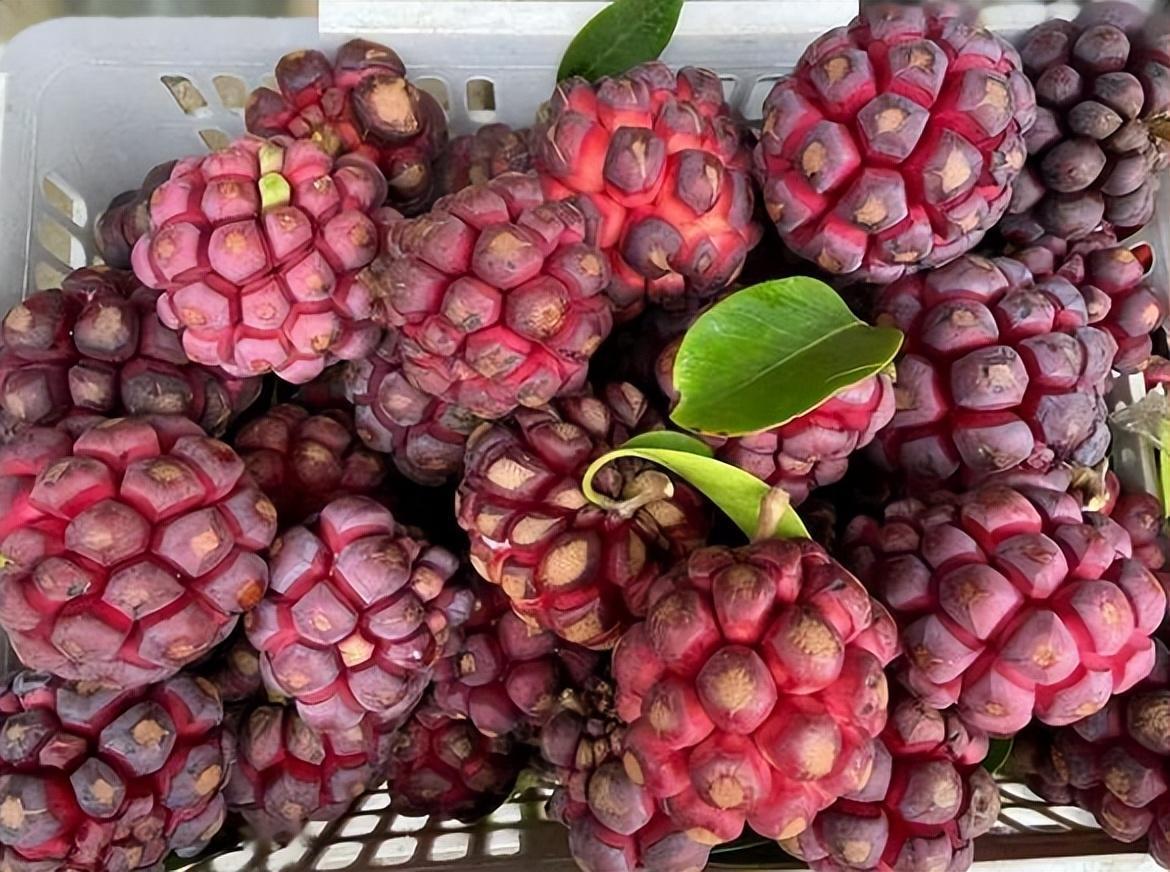 这种新奇水果,不挑土壤,果实香甜,味道堪比荔枝