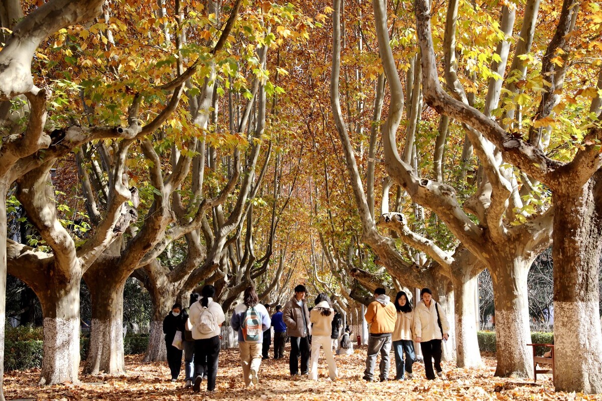 中国陕西省西安市的西安交通大学一年一度的金色梧桐节如约而至