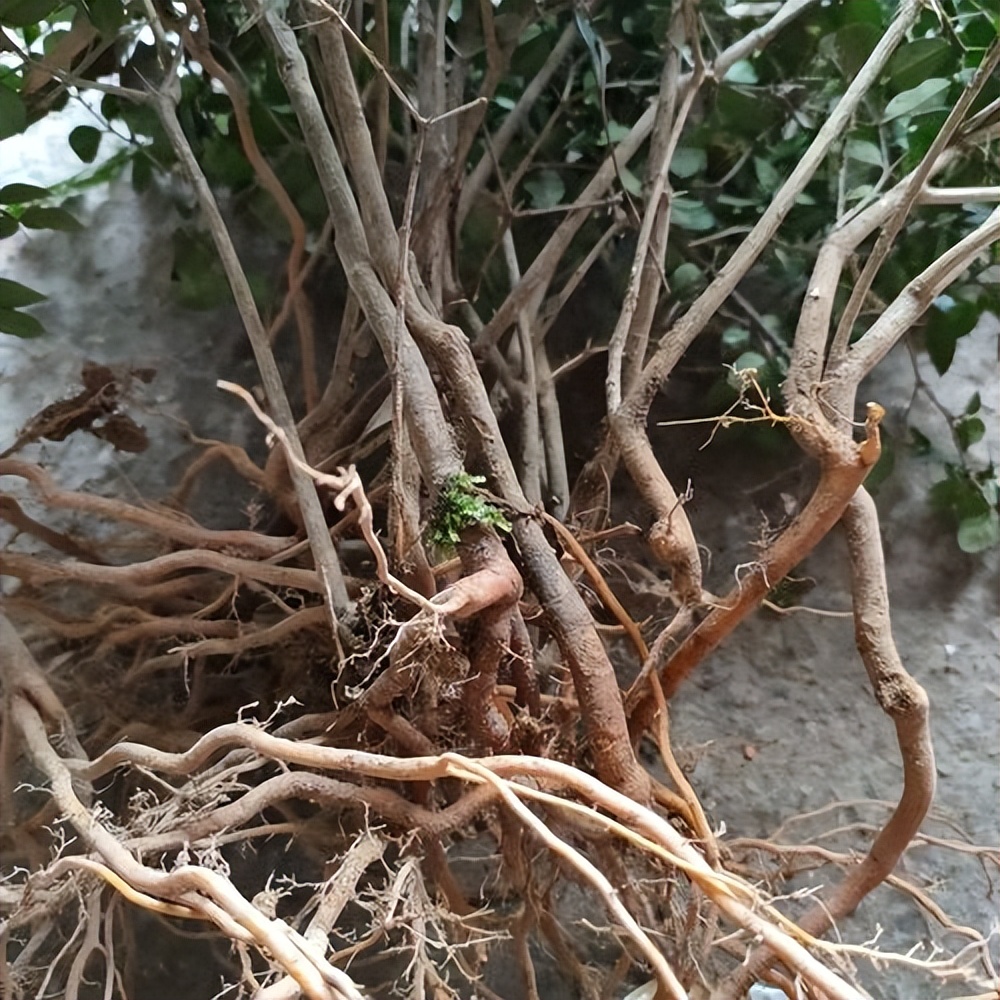 这种虎刺常被用作观赏植物栽培,地下根也可用来煲汤,人称祛湿草