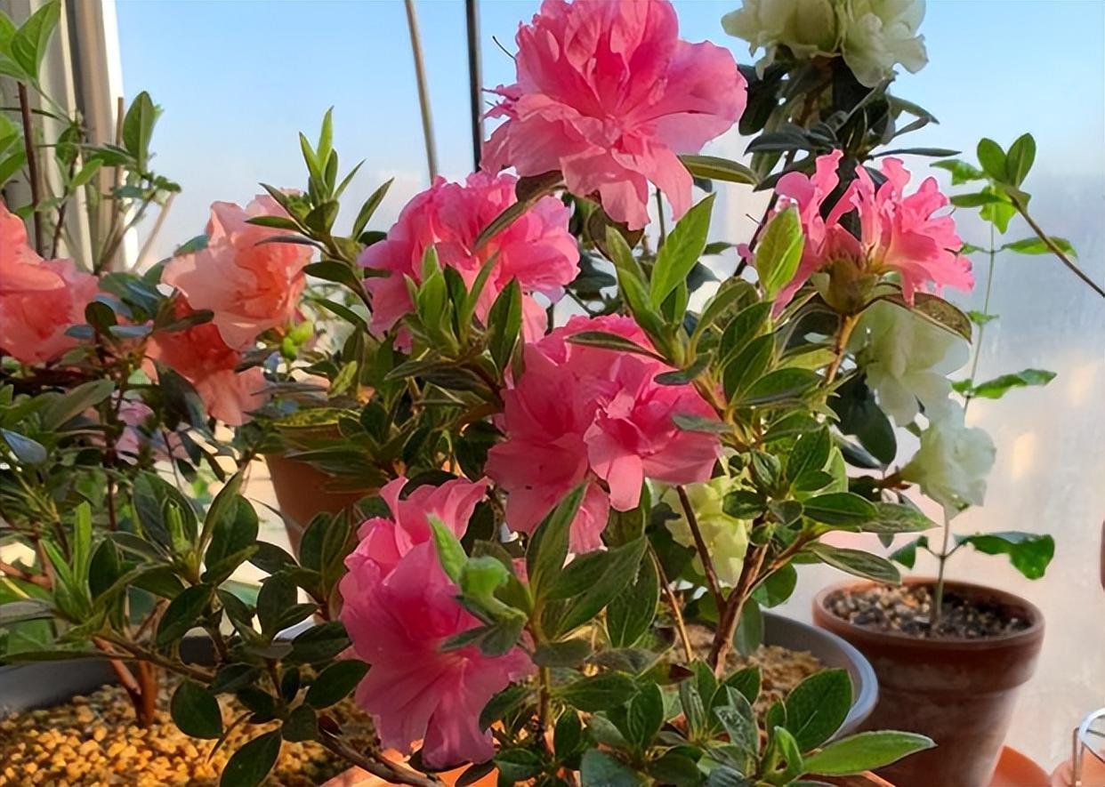 花开多季的安酷杜鹃,花色艳丽,花香浓郁,打理简单,花期较长