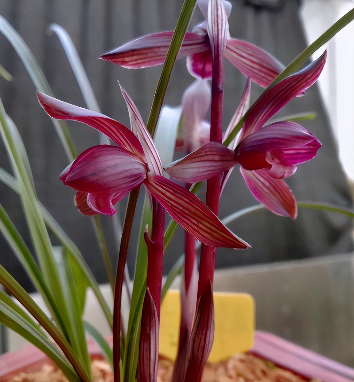 春兰十大红素之首"醉红素",红杆红花,兰香芬芳,新手养兰首选