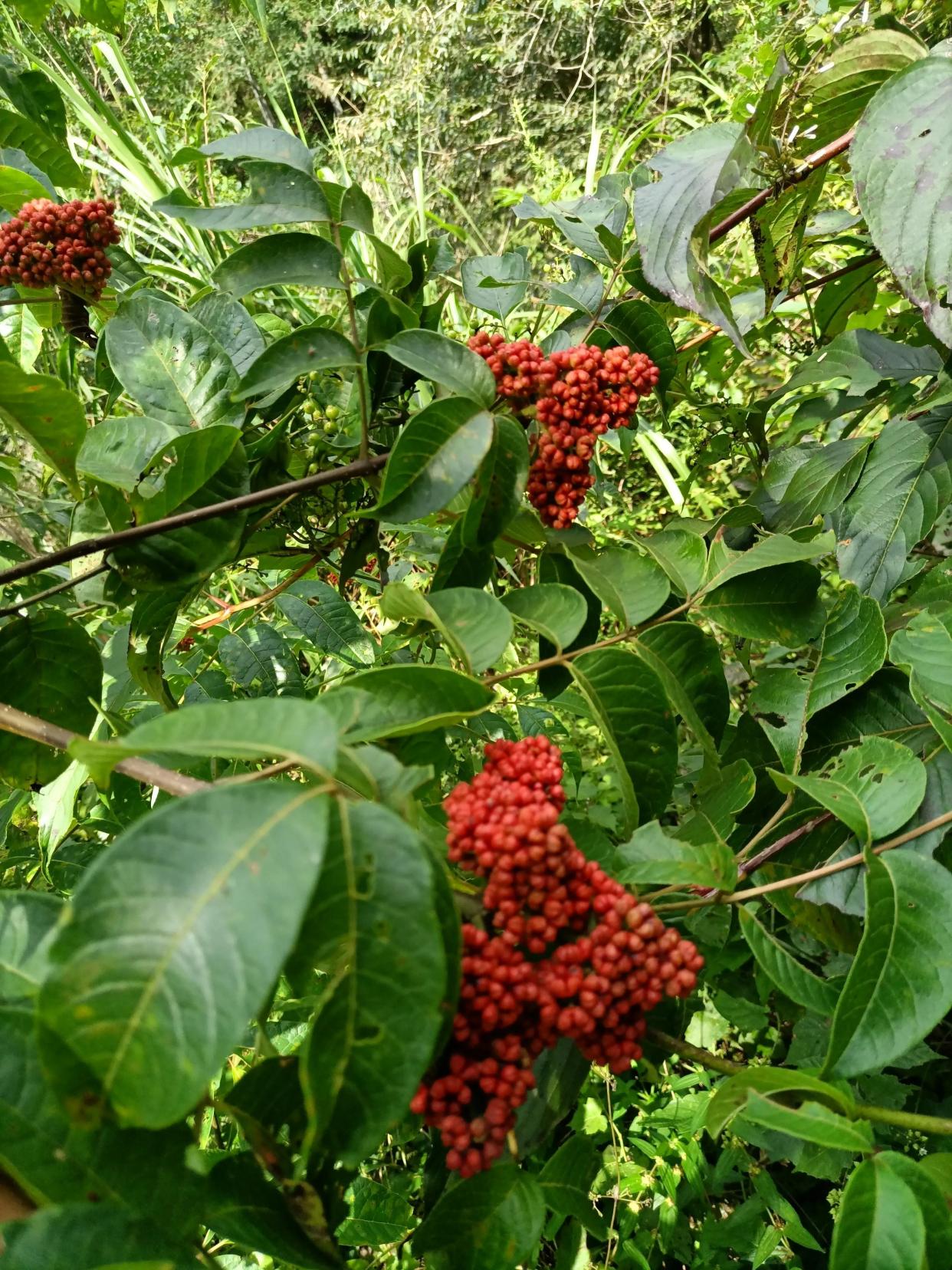 我和"茱萸"有个约会,品尝南茱萸,浓烈的辛辣味混合着微苦味