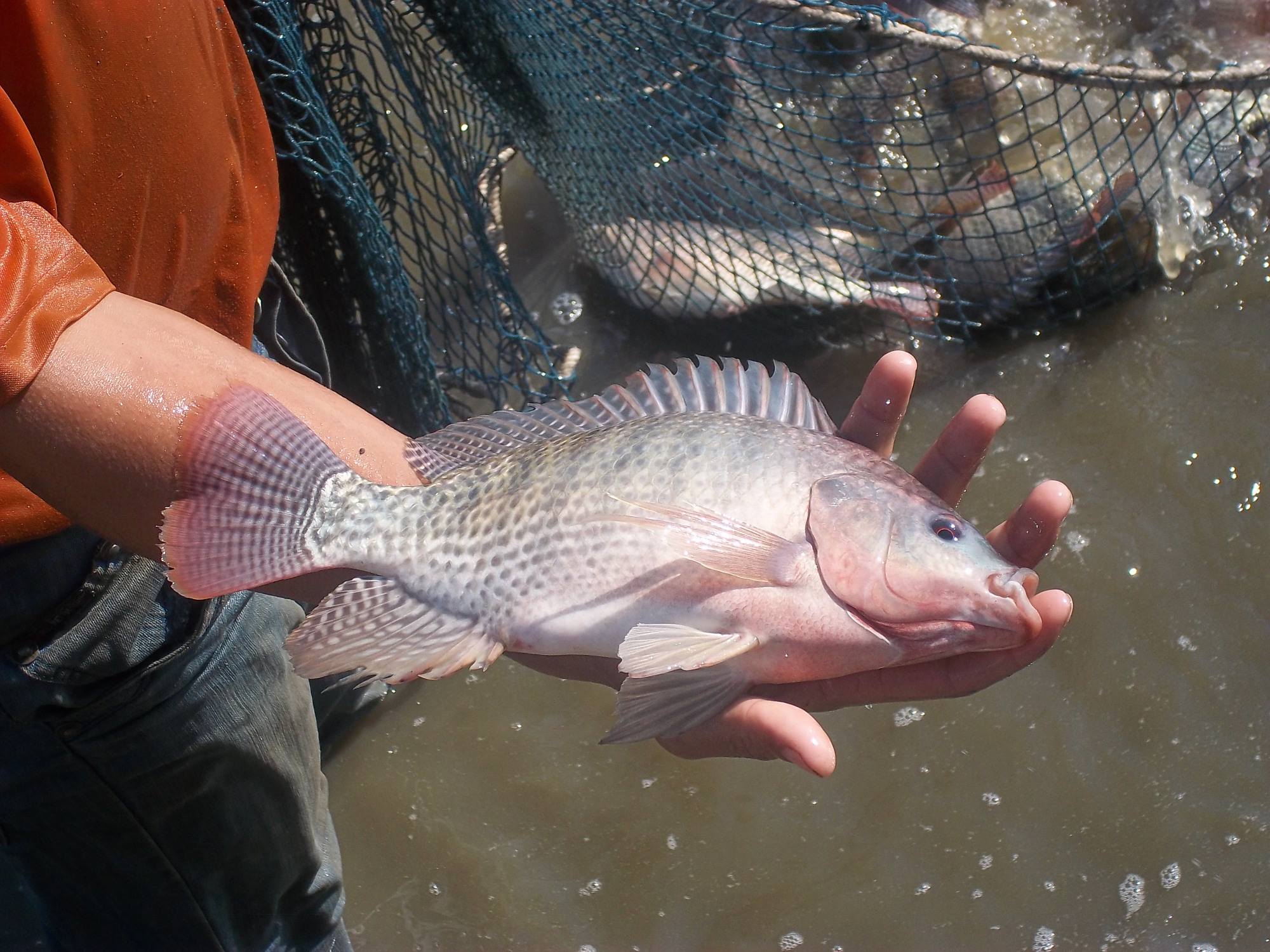 什么?广东男子在珠江钓到"尖嘴怪鱼",珠江的外来鱼太"霸道"