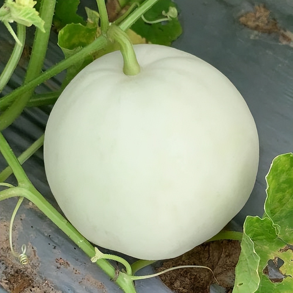 雪奶香1号甜瓜有着高颜值外表,搭配甜甜的内心,俘获吃货们的心