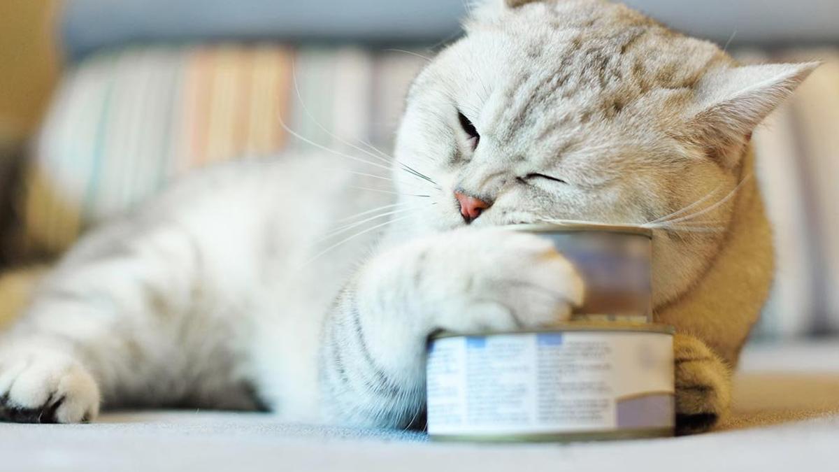 猫咪食欲不振怎么办?喵药君来给你支招