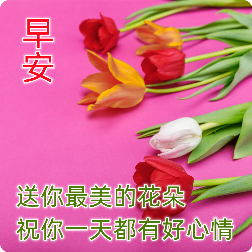 早上好问候语 最新早上好精致图片 最新微信最新带字早上好图片