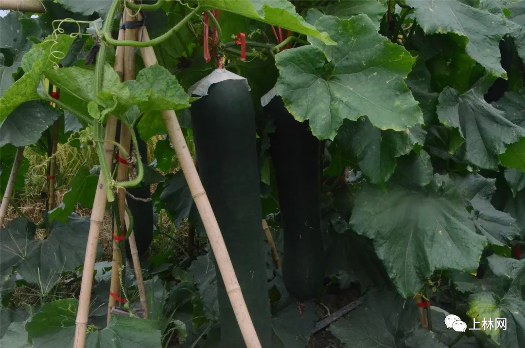 黑皮瓜 - 热门商品专区