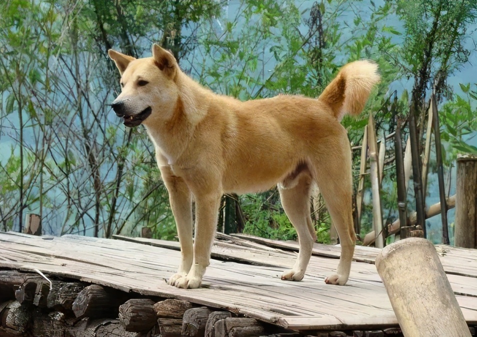 犬界最长寿的7种狗,第一名在中国