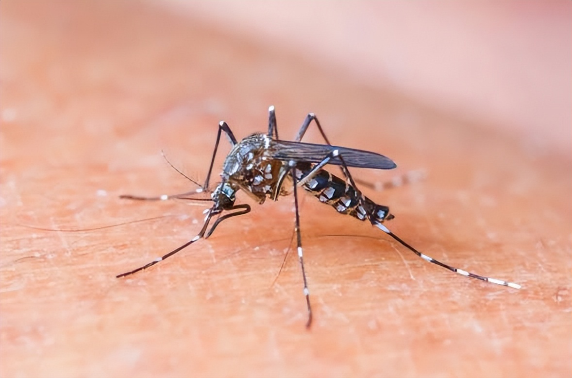 麻蚊子 baijiahao.baidu.com