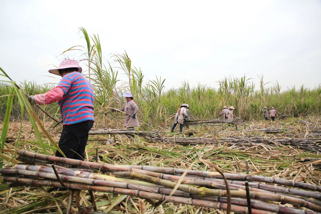 【乡村振兴进行时】一天得120元  快点回家砍甘蔗啦!
