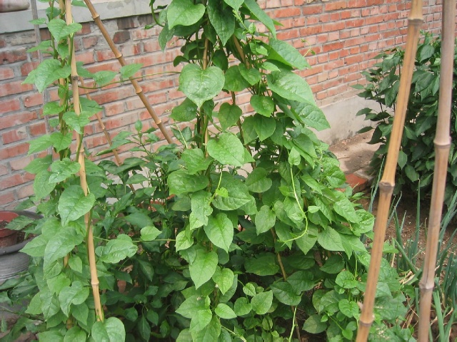 6种"耐热菜",夏天长的快,阳台种一盆,吃着"特凉快"