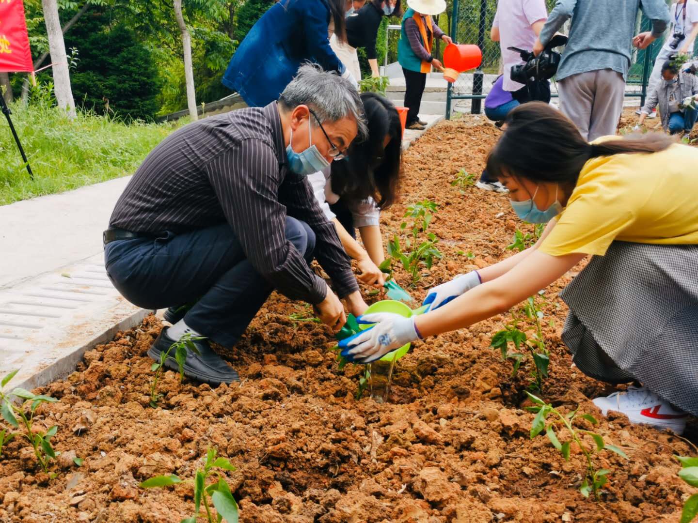 水泥地上種紅薯,籃球場上種青菜,這是什麼操作?農民懂嗎?