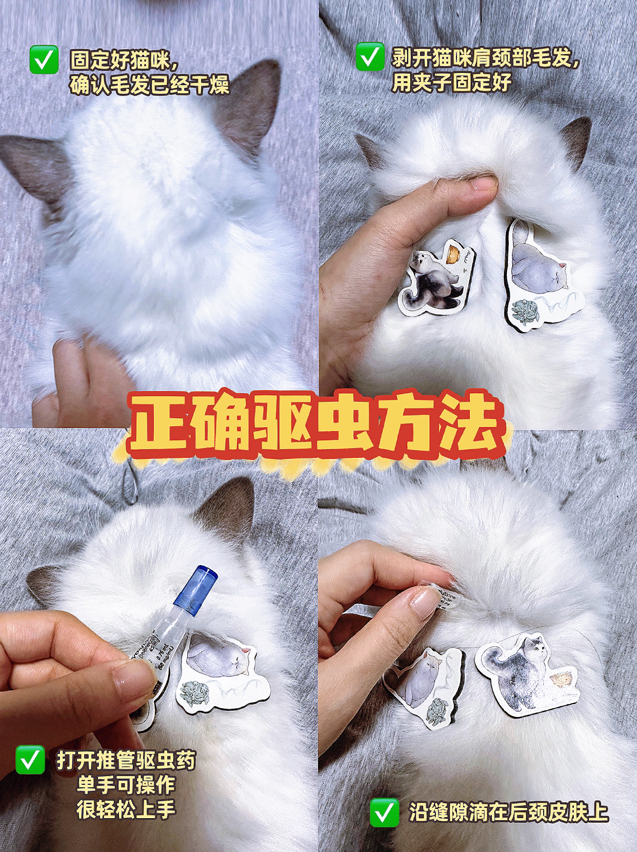 给猫咪体外驱虫的技巧:从专业猫主人那里学的