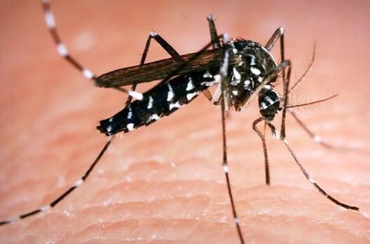 世界上最毒的蚊子