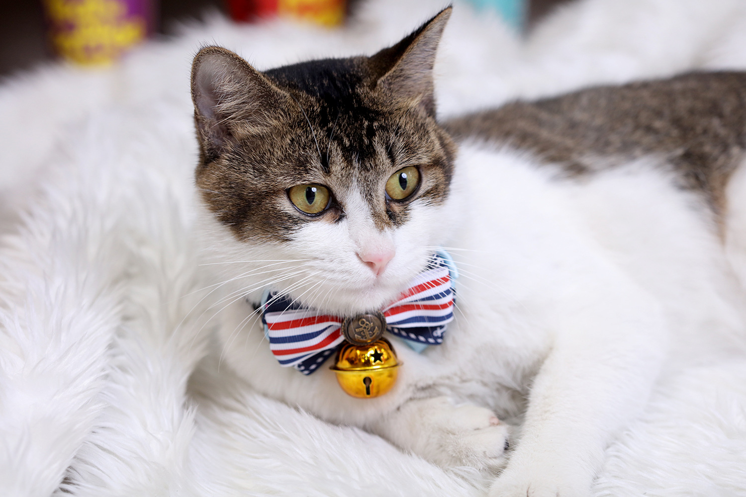 新手养猫|猫咪日常必备用品推荐