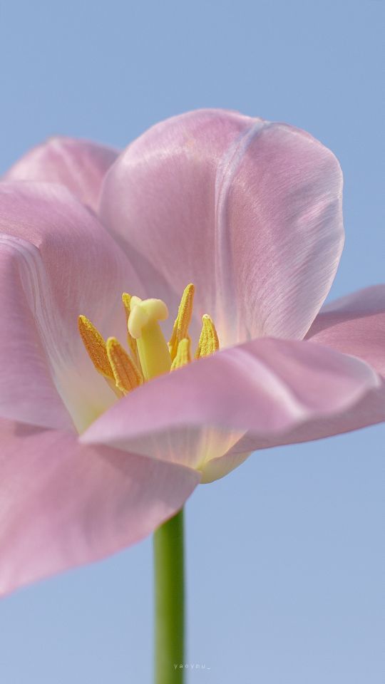 花可以治愈心情的句子(花可以治愈心情的句子绿洲)