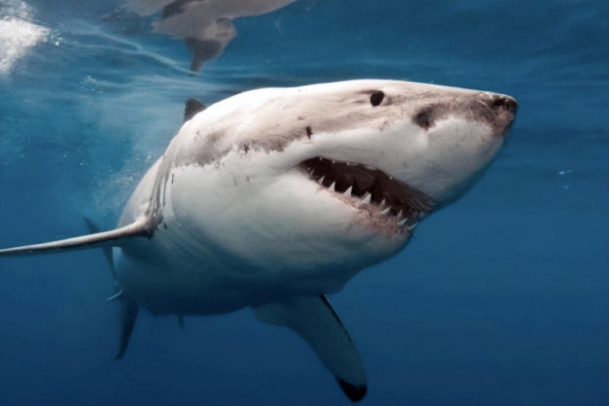 大白鲨遭到杀人鲸袭击时为何会一动不动被撕咬致死