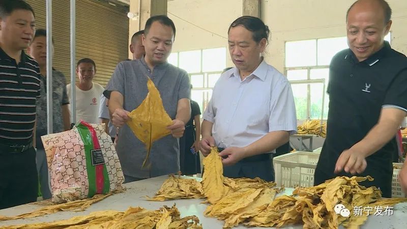 谭精益深入乡镇检查指导烤烟生产,乡村振兴等工作