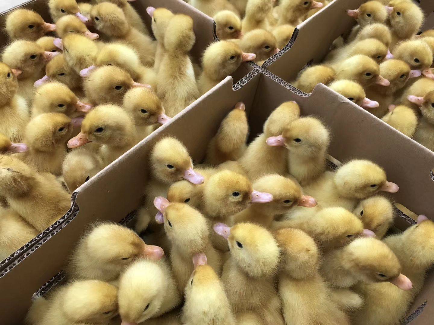 樱桃谷鸭的前世今生!