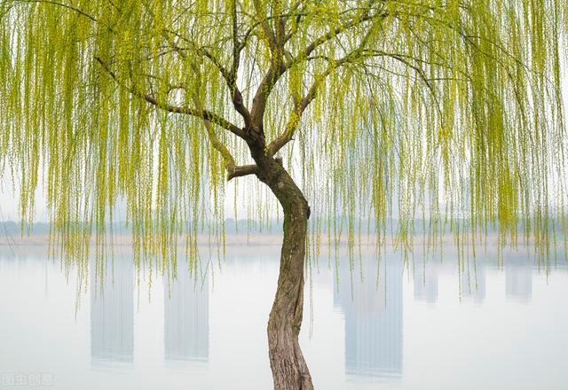 柳樹是常見的綠化樹,每到秋季葉子會飄落,究竟靠什麼傳播種子?