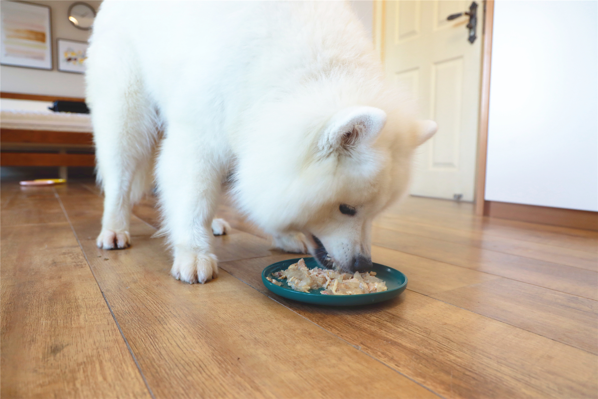 为什么一般人都不养萨摩耶,看完这几点你就知道