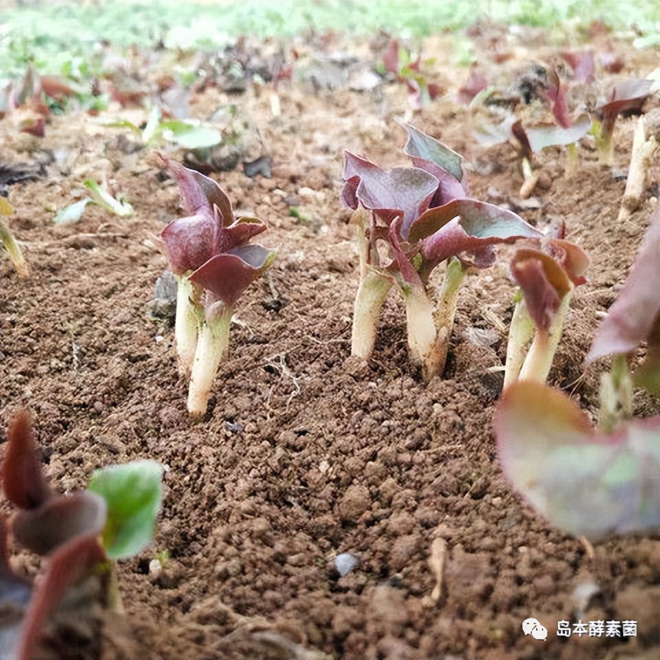 鱼腥草怎样种植图片