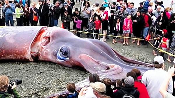 深海巨型鱿鱼突然大举入侵北美,鲑鱼神秘失踪引起科学家介入调查