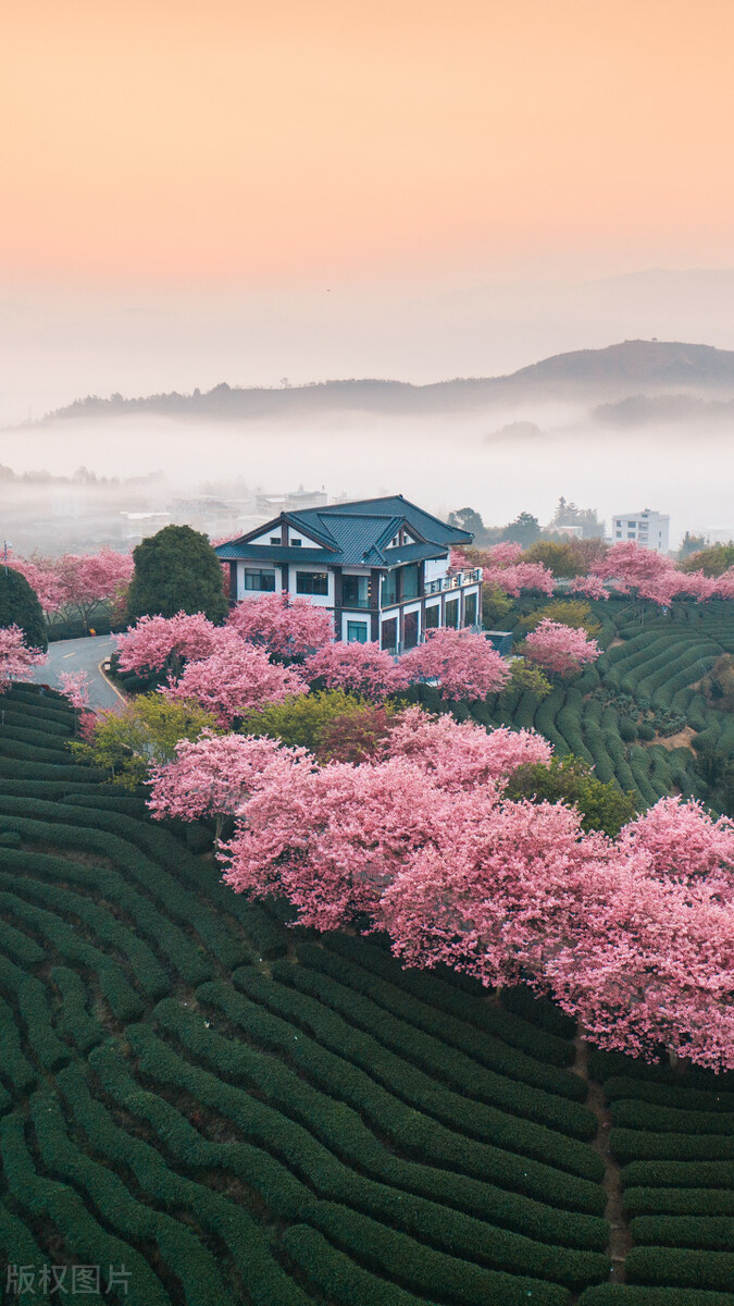 中国樱花圣地图片