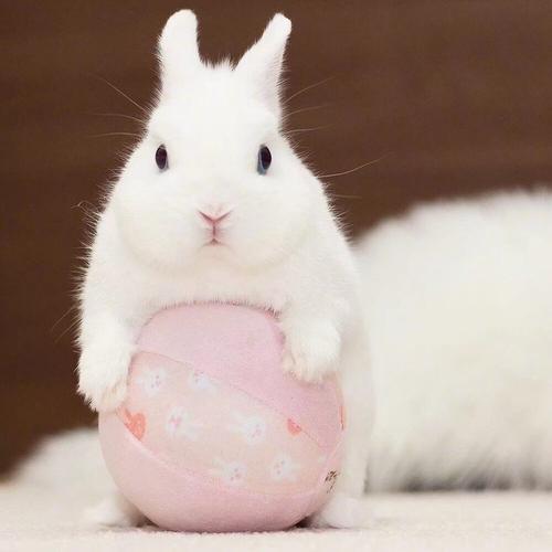 情感测试:你觉得哪一只最萌,测一测看看你是一个滥好人吗?