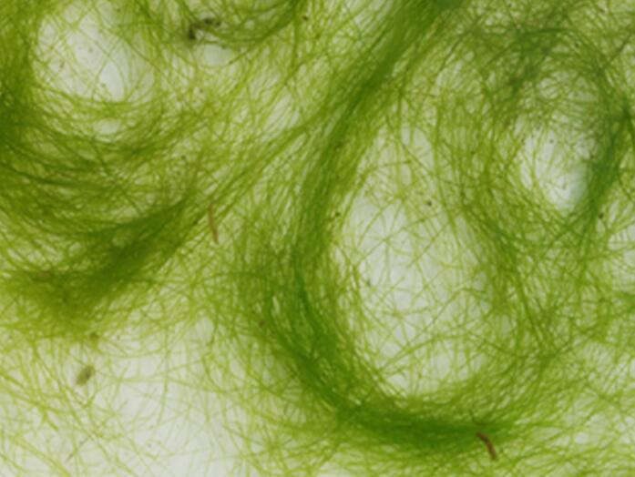 水绵是什么生物?