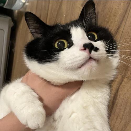 奶牛猫"轻轻咬你",并不是在跟你玩,不要误会它了!