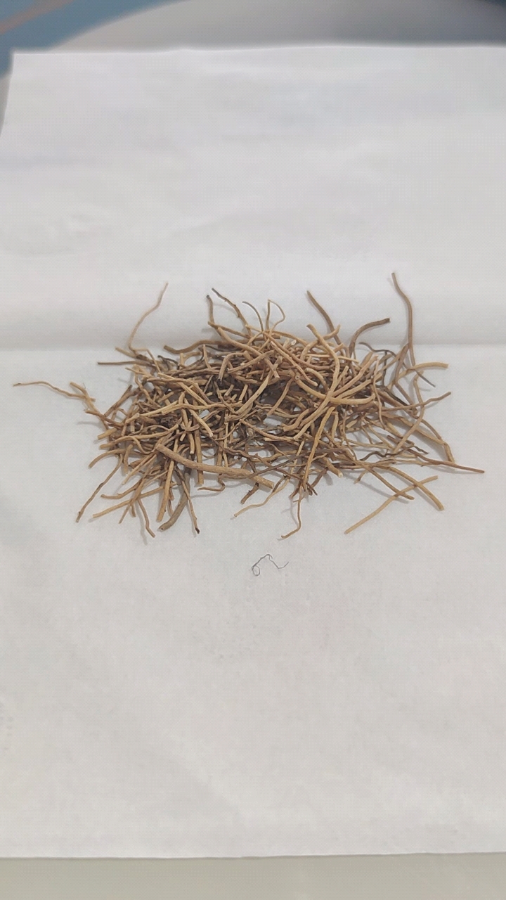 细辛不过钱-中药细辛