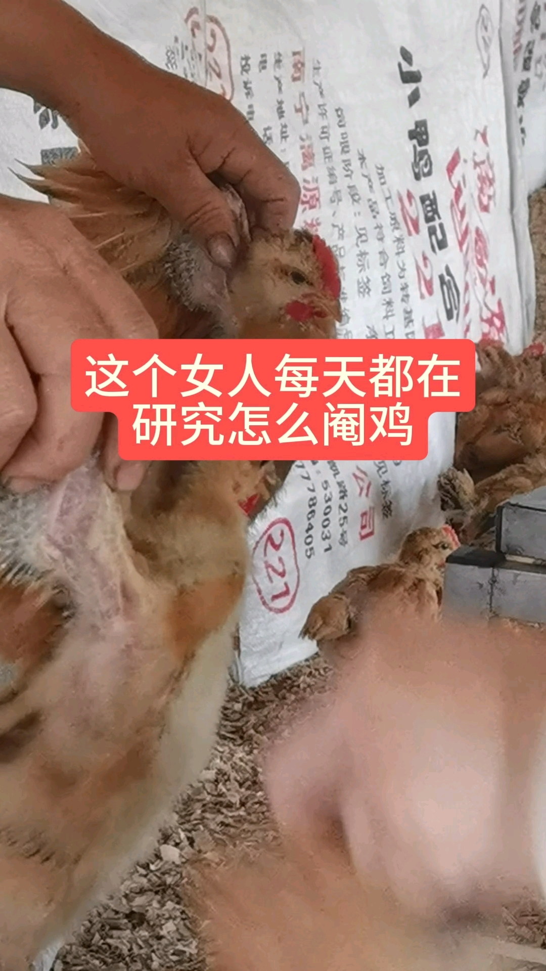 广西的女人不简单,这个女人天天在研究怎么阉鸡-度小视