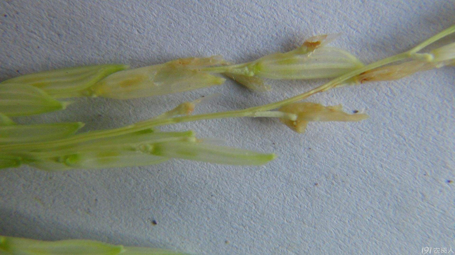 病虫害科普丨稻秆潜蝇的危害与防治