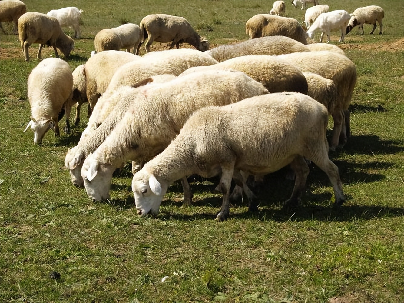 羊捻转血矛线虫病症状有哪些?羊捻转血矛线虫用什么药好?必知!