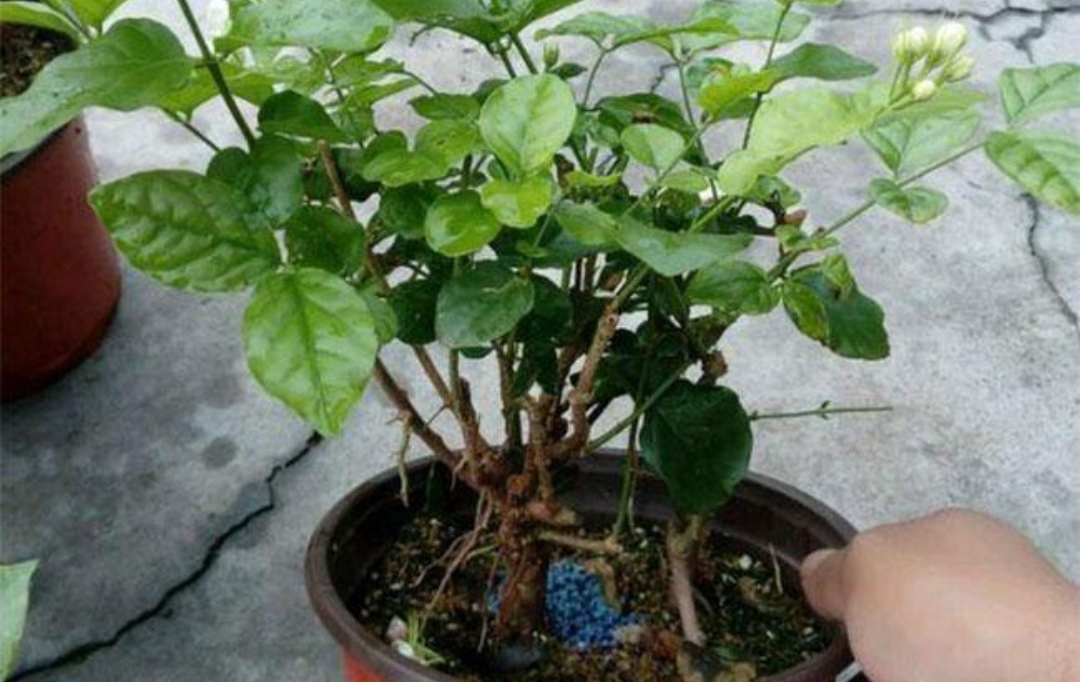 茉莉花冬天怎么养才能安全过冬? 茉莉花冬天怎么养才能安全过冬温度