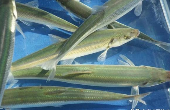 红脸青鱼!云南抚仙湖的"粉红精灵",一条可值千金,真这么贵?