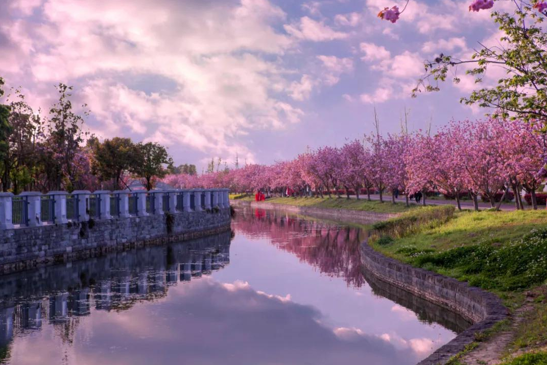 成都樱花观赏地图片