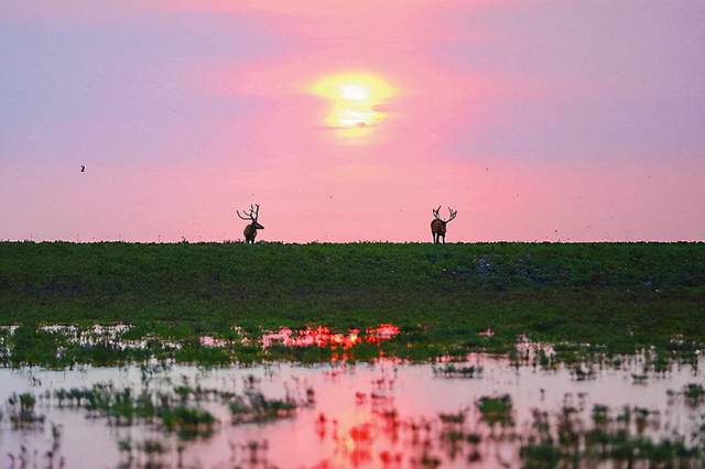 神兽归来 祥瑞中华