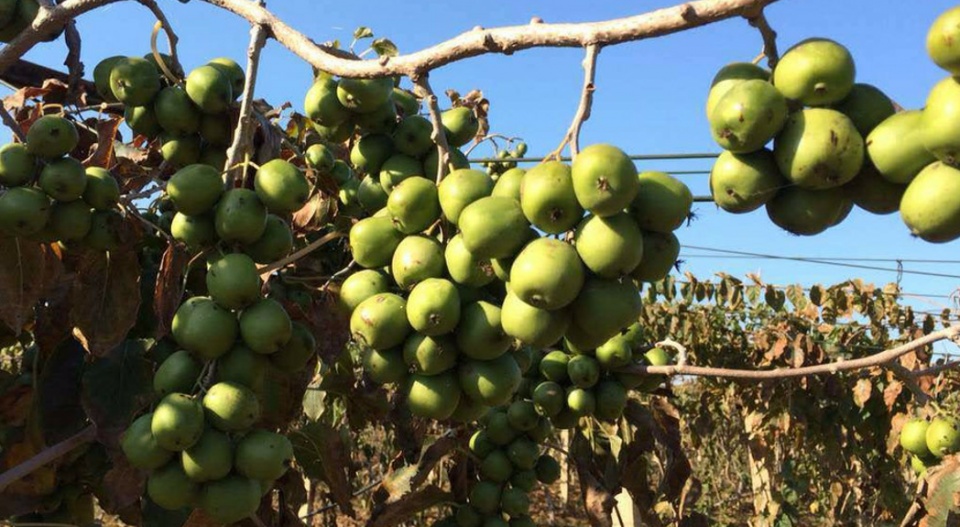 建议大家碰见这种果树,有多少地种多少,耐寒耐旱,简单易活